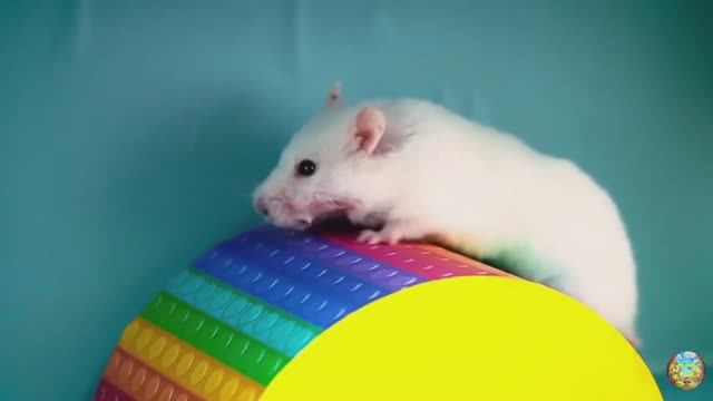 Хомячок убегает из ловушки голодных акул в водном лабиринте! часть 4