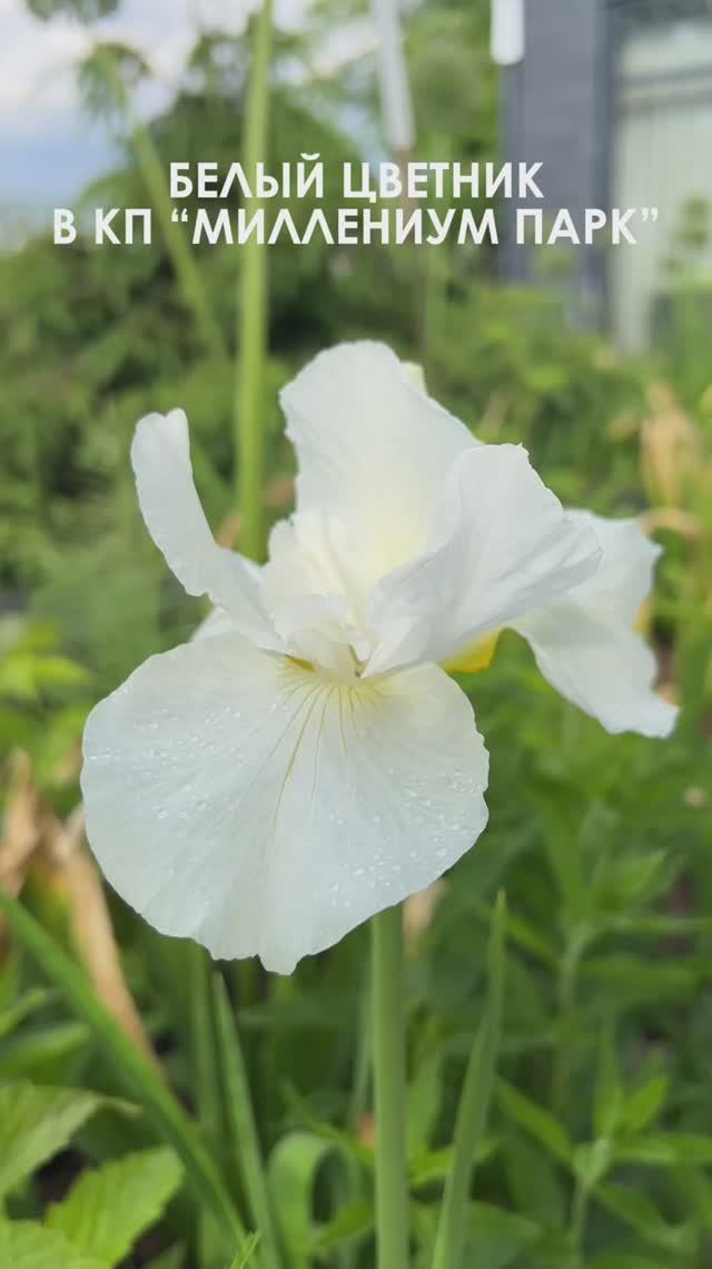 Почему не стоит убирать ботву у луков декоративных