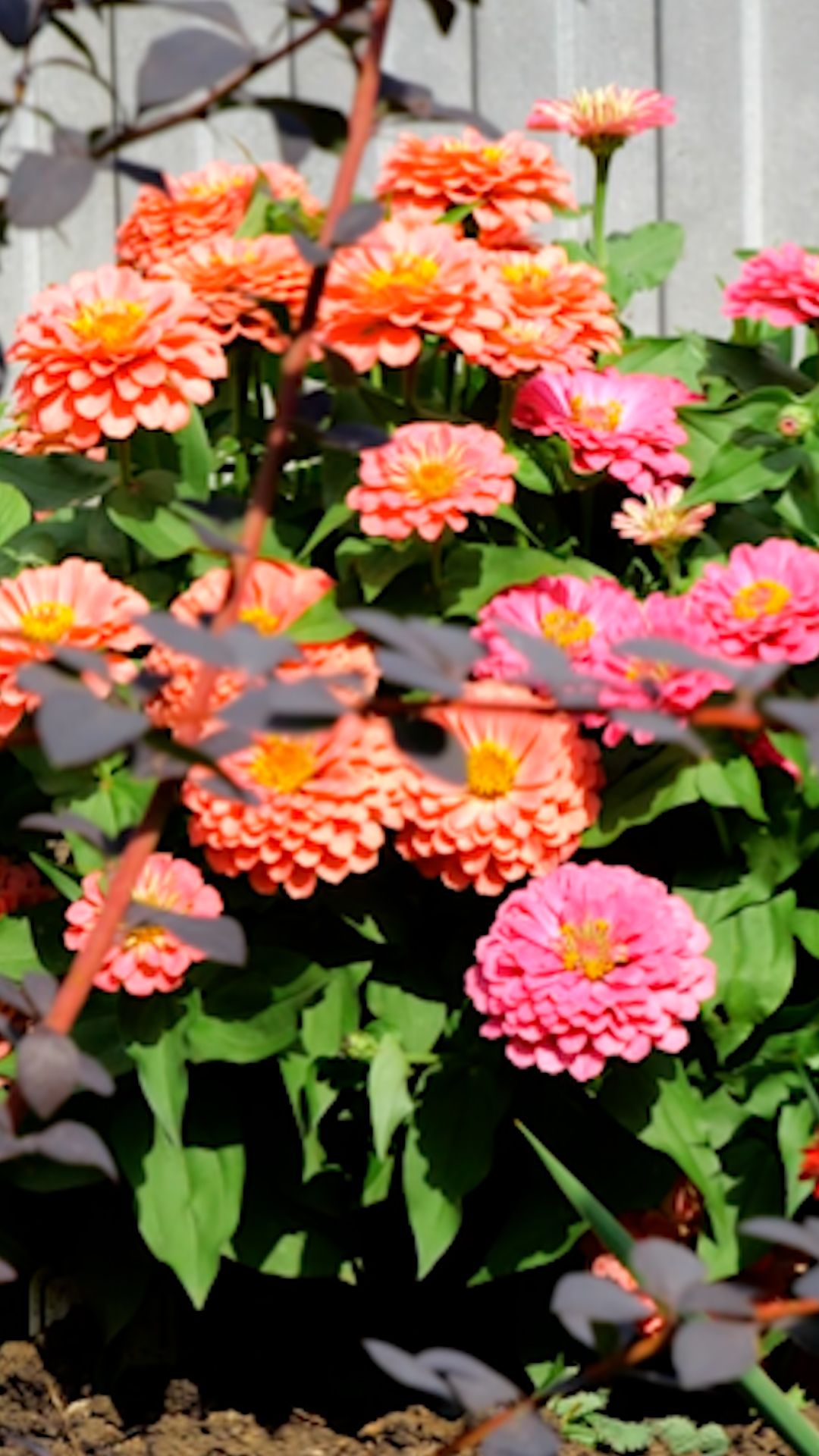 Самый простой способ превратить свой участок в райский сад - посадить гибридные циннии.