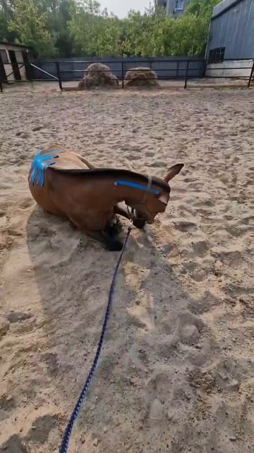 Обучение конному массажу и тейпированию лошадей 8-918-518-05-55 Вера