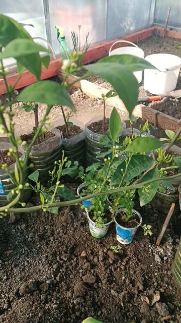 Цветение мандарина