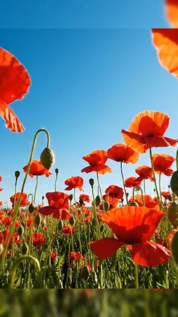 Efc0d6ac4c36006b8f4a7c9d7456ea09