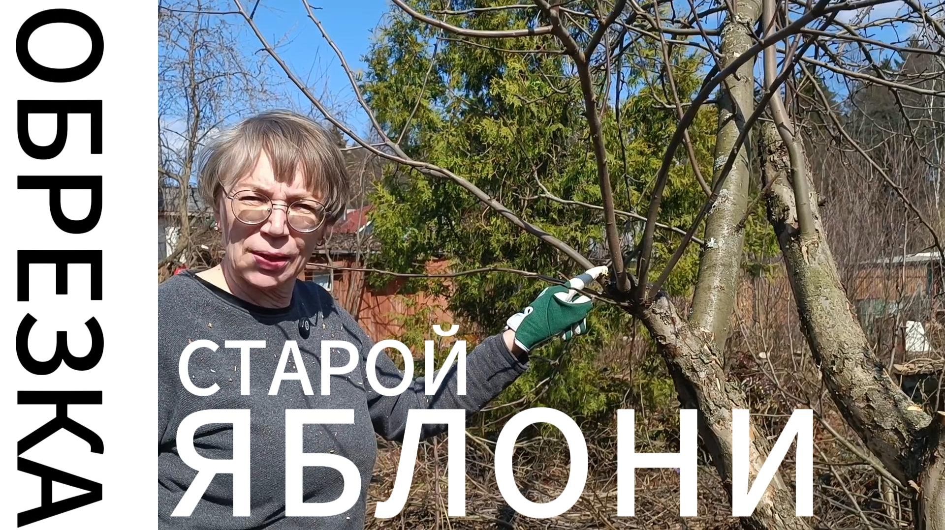 ОБРЕЗКА СТАРОЙ И БОЛЬНОЙ ЯБЛОНИ ПОДАРОК ОСЕНИ