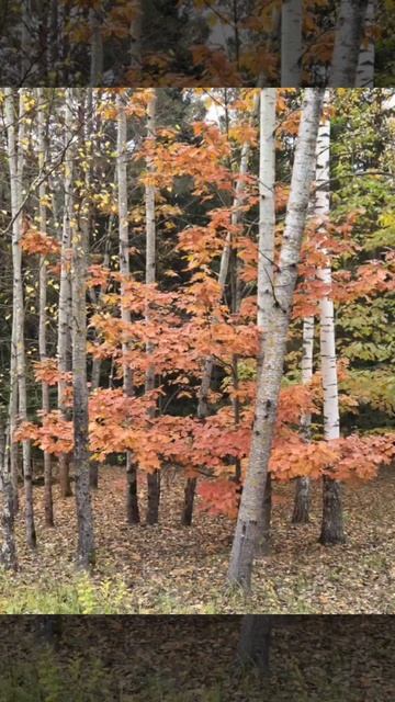 Минск 20.10.2025