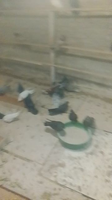 николаевские голуби