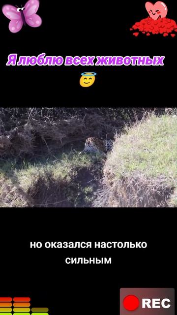 Я люблю всех животных😇