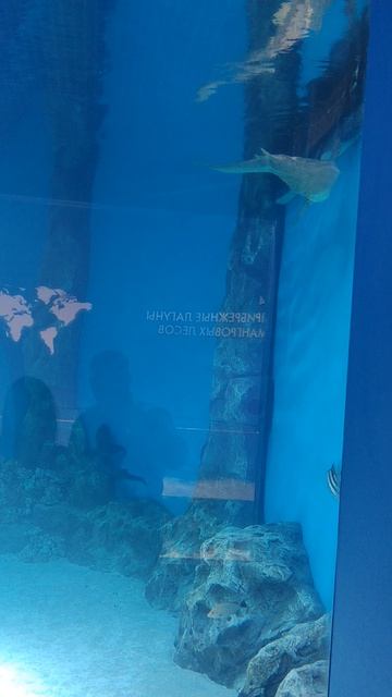 Большая Акула в аквариуме,редкий вид. mp4