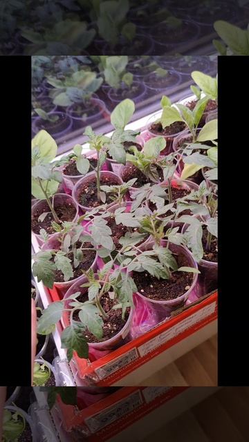 Моей РАССАДЕ ПОМИДОР 1месяц от посадки, а ПЕРЦАМ полтора😊🍅🌶️