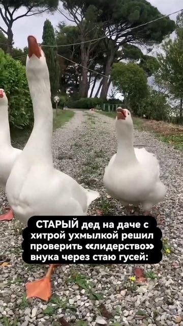 Как проверить лидерство