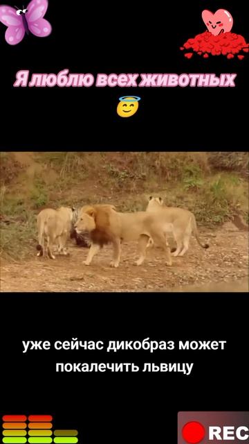 Я люблю всех животных😇
