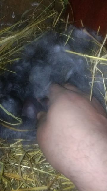 Морщины у крольчат( возМожный вестник нездравия )