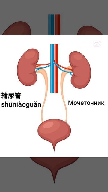 мочеточник