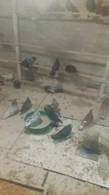 голуби николаевские