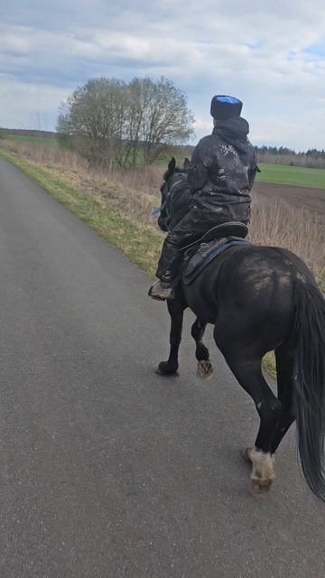 Казауи на орловцах в рысь