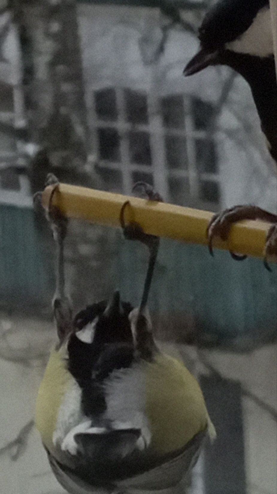 наше здоровье - это помощь от человека птицам зимой (подкормка)