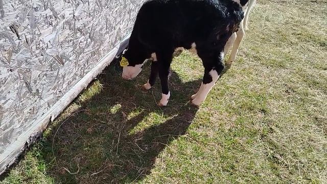 5 ДЕНЬ ВЫРАЩИВАНИЯ БЫЧКА