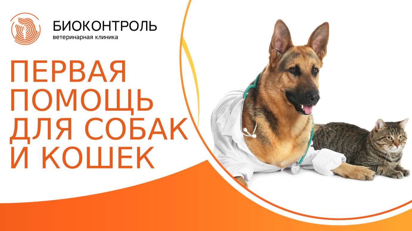 Первая помощь собакам и кошкам