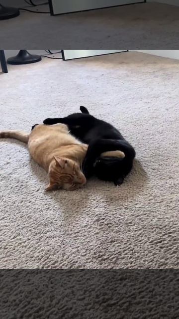 VID_20260420_210650_387.mp4