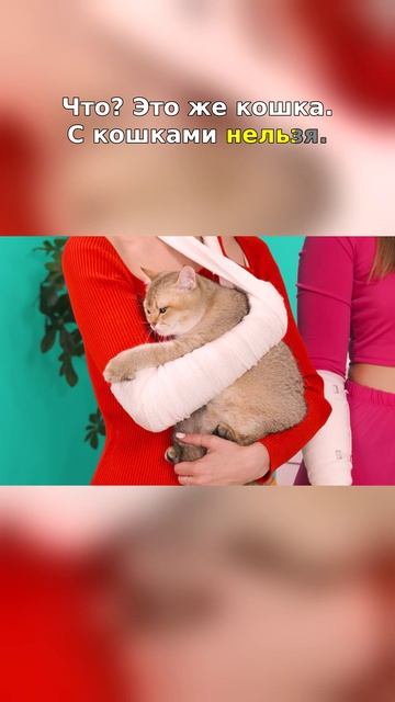 😱 Как можно было НЕ пустить такую милую кошечку?!