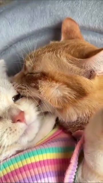 Я тебя так люблю-так люблю, так бы и съел.