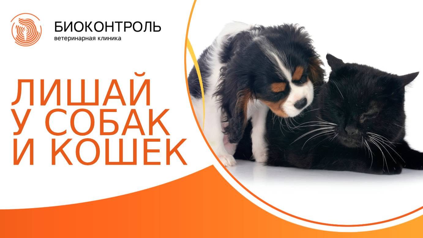 Лишай у собак и кошек