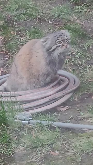 Кот манул, кому интересно прочтите описание к видео,