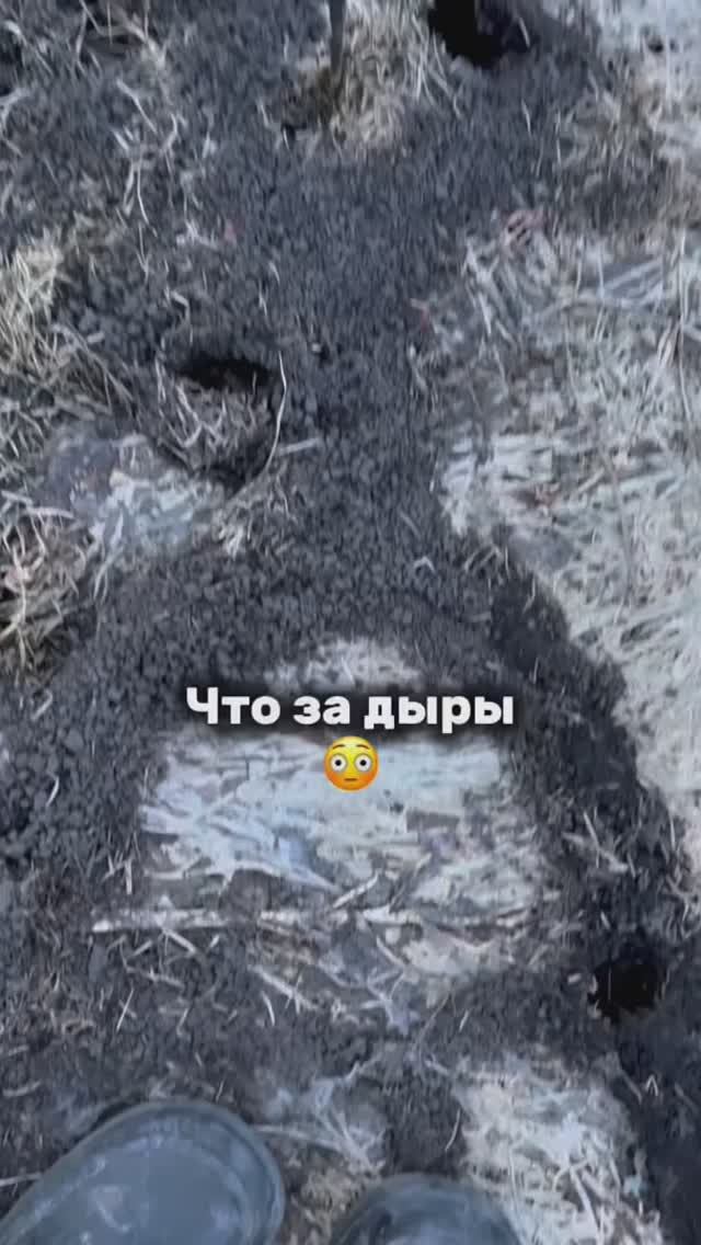 Что за зверь?