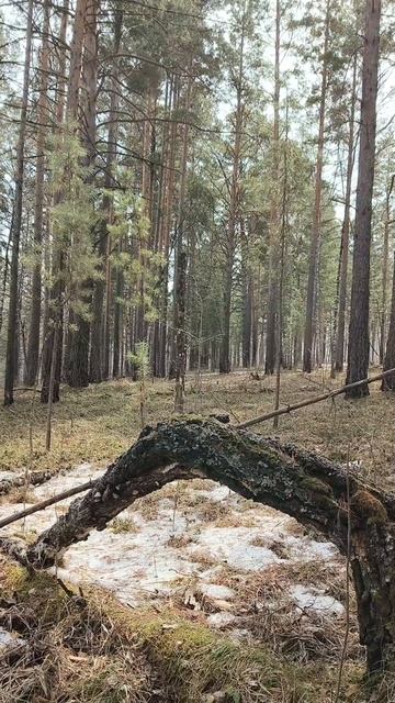 Я,Тузик, и весенний сибирский лес