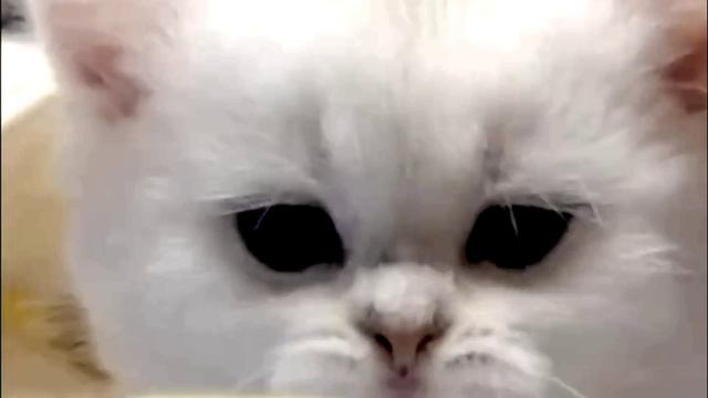 Заставка для видео ПУШИСТЫЙ КОТИК № 536