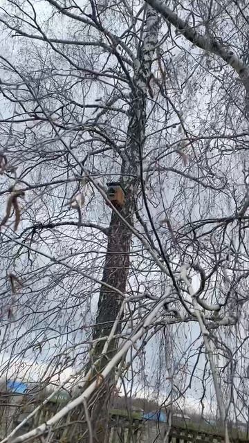 ☦️На Радоницу🕊