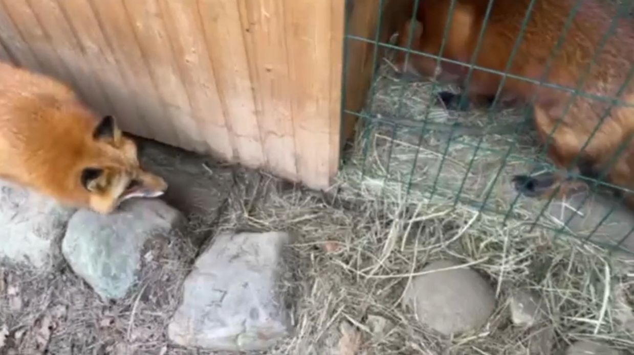 Лиса-Алиса. Лиса ищет место, чтобы спрятать запасы