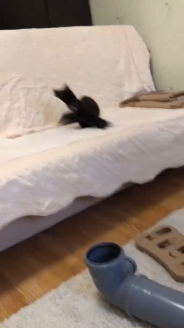 любимый питомец никак не хочет разлучаться