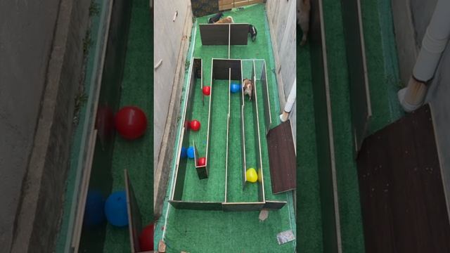 puppy maze challenge