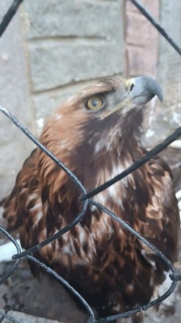 Красный волк ест траву, кому интересно прочтите описание к видео,