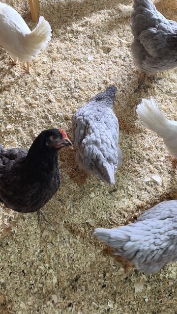 Молодкию День десятый