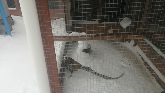 Снегопад 2026г.🌨️ 🌨️ 🌨️ 21апреля.
Все в снегу. Фазаны королевские