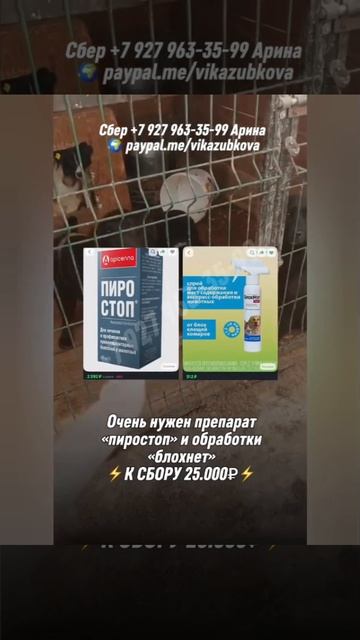 Помогите нам спасти тех, кто не может сам себе помочь😭
21 апреля нужно собрать 10.250 руб.

Отловы