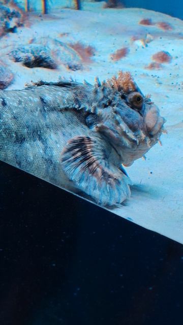 Чудная рыба,аквариум.mp4