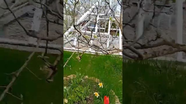 Универсолис, работы в саду 20.04, Алла Сидельниова, Наталья Черняева. Одесса. МНШУ