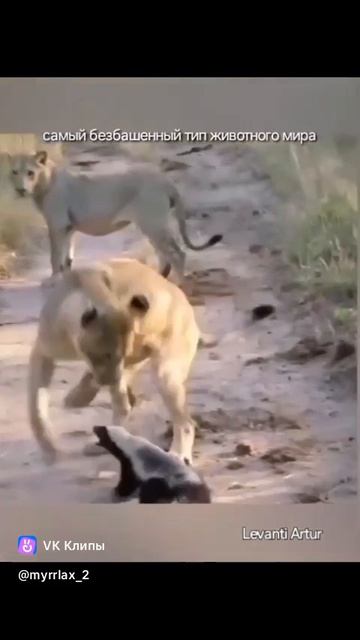 The brave honey badger 🦨 Медоед