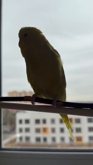 Ичиго #волнистыйаопугай #волнистик #попугайчик