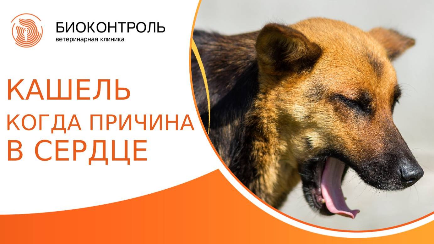 Кашель у питомца когда причина в сердце