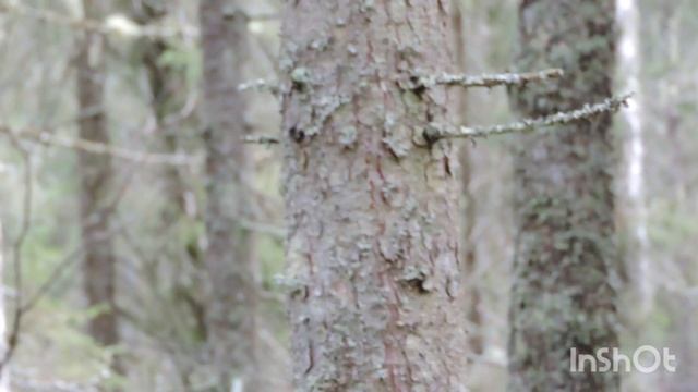 1000008038.mp4Глухариный ток в еловом лесу.