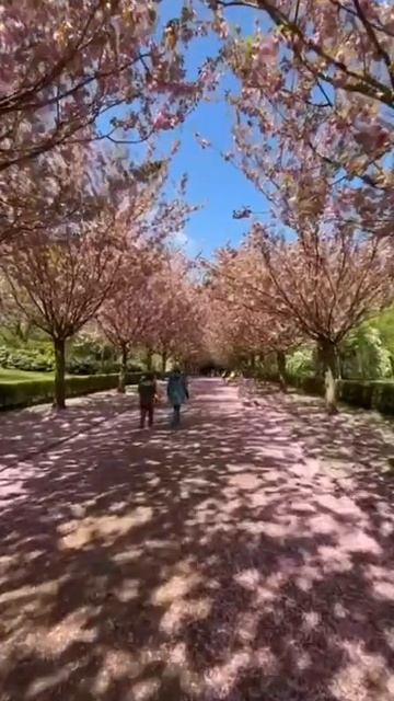 Небесная прогулка