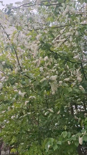 Ростов Весна 21-04-2026