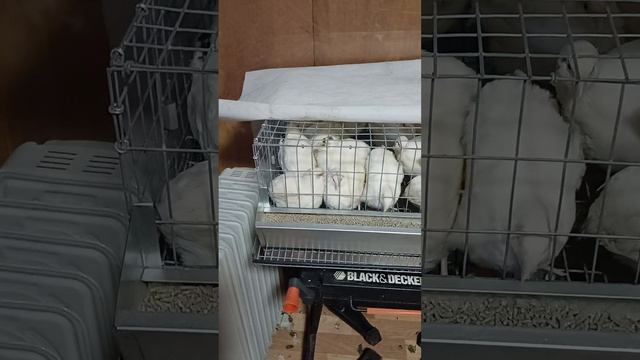 Мы растем по часам) . Перепелки - это затратно