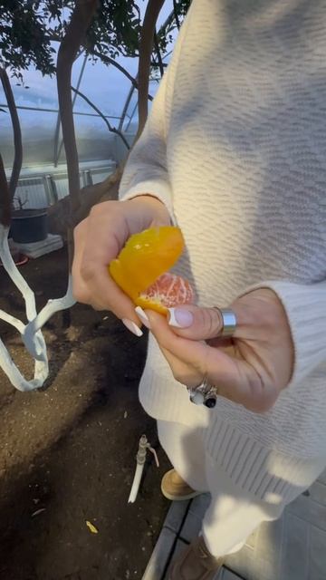 Лимонарий Новый Уренгой