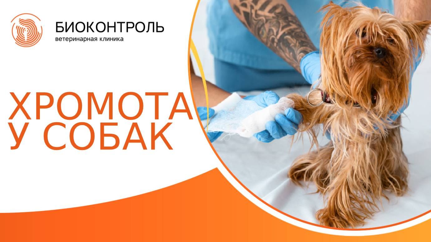 Хромота у собак