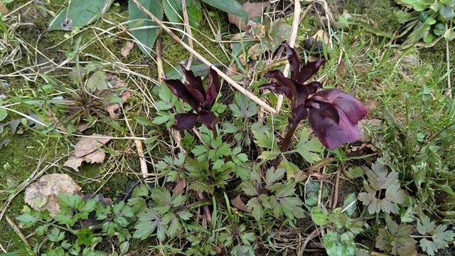 Первое весеннее видео 2026.