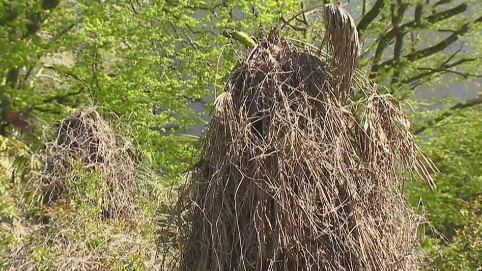 Летом в Сочи ожидается нашествие американской белой бабочки